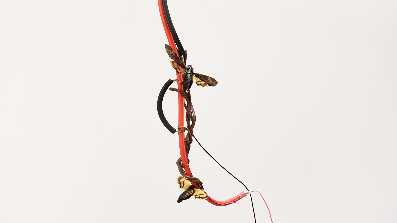 Exhibition image for Hammer Projects: Vibeke Mascini