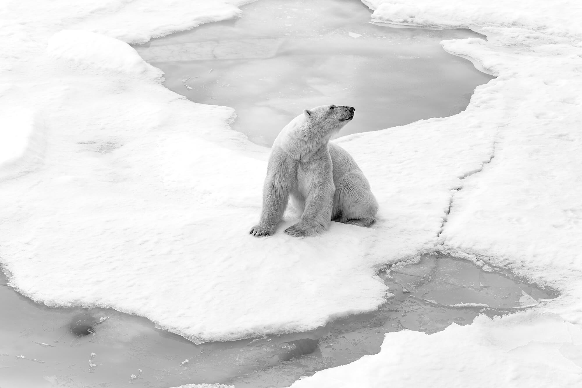 Cristina Mittermeier, Strike a Pose, 2017: a polar bear standing on sea ice near the North Pole