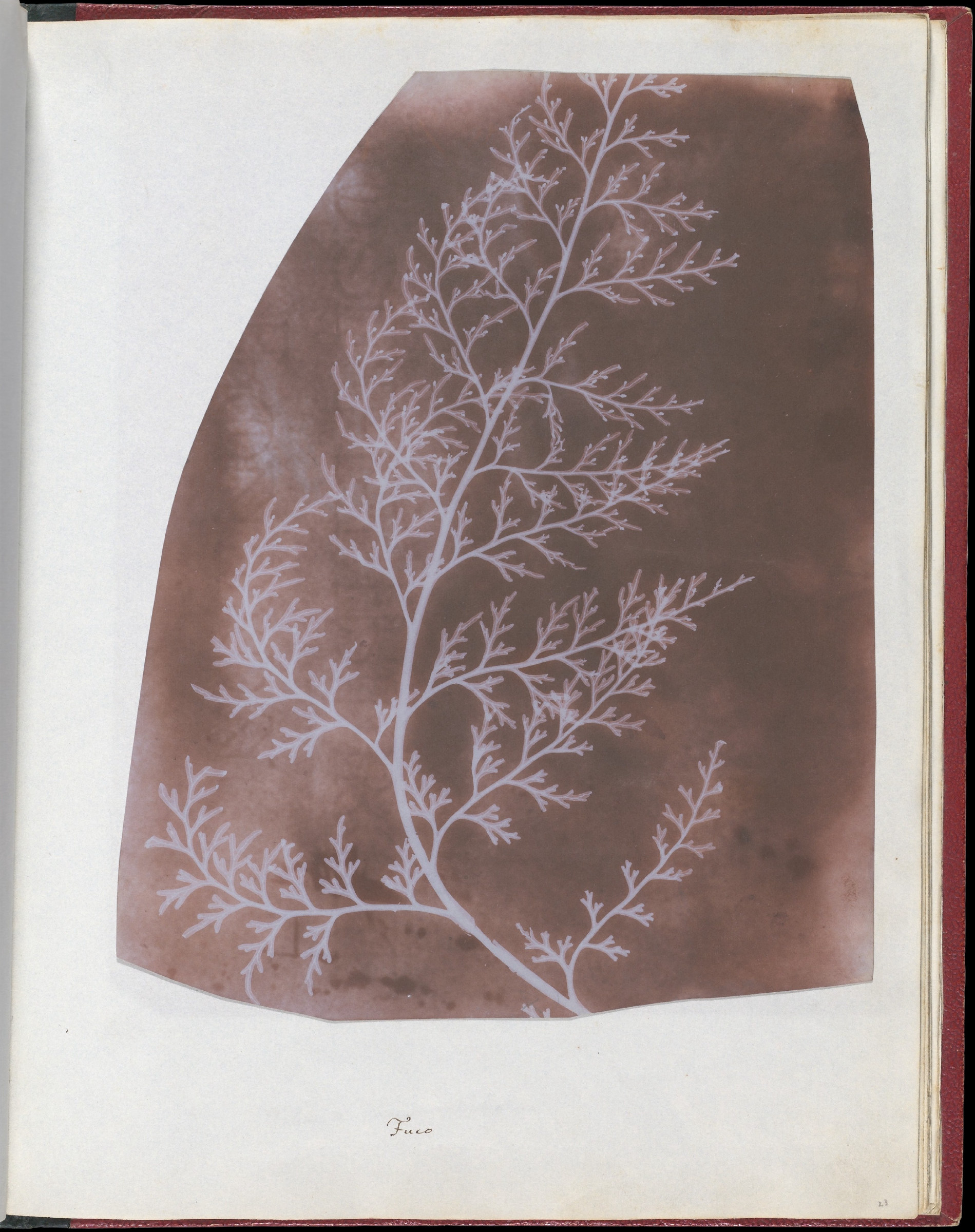 An album page holding a photogenic drawing: the branching silhouette of a seaweed frond recorded as pale white tracery against a deep red-brown ground.