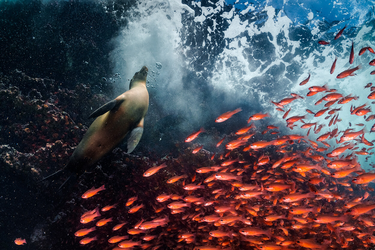 Exhibition image for Cristina Mittermeier: A Greater Wisdom