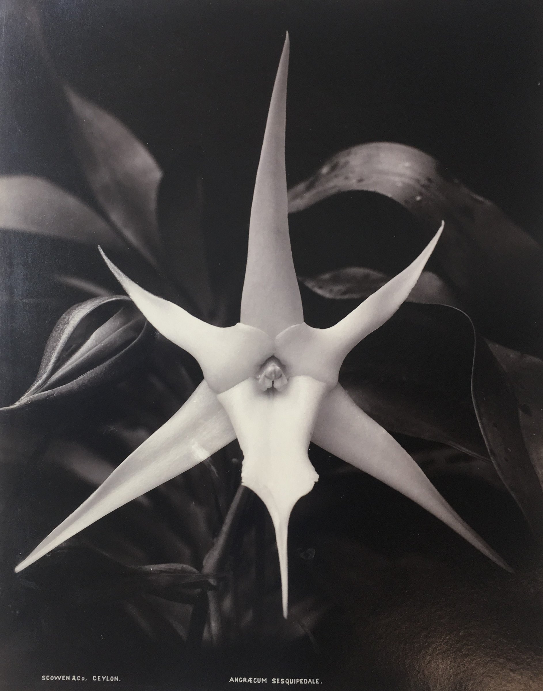 Charles Scowen, Angraecum Sesquipedale: a photograph of a star-shaped white orchid