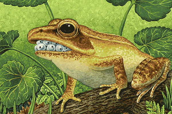 Exhibition image for RIBBIT: The Art of the Amphibian & Reptile