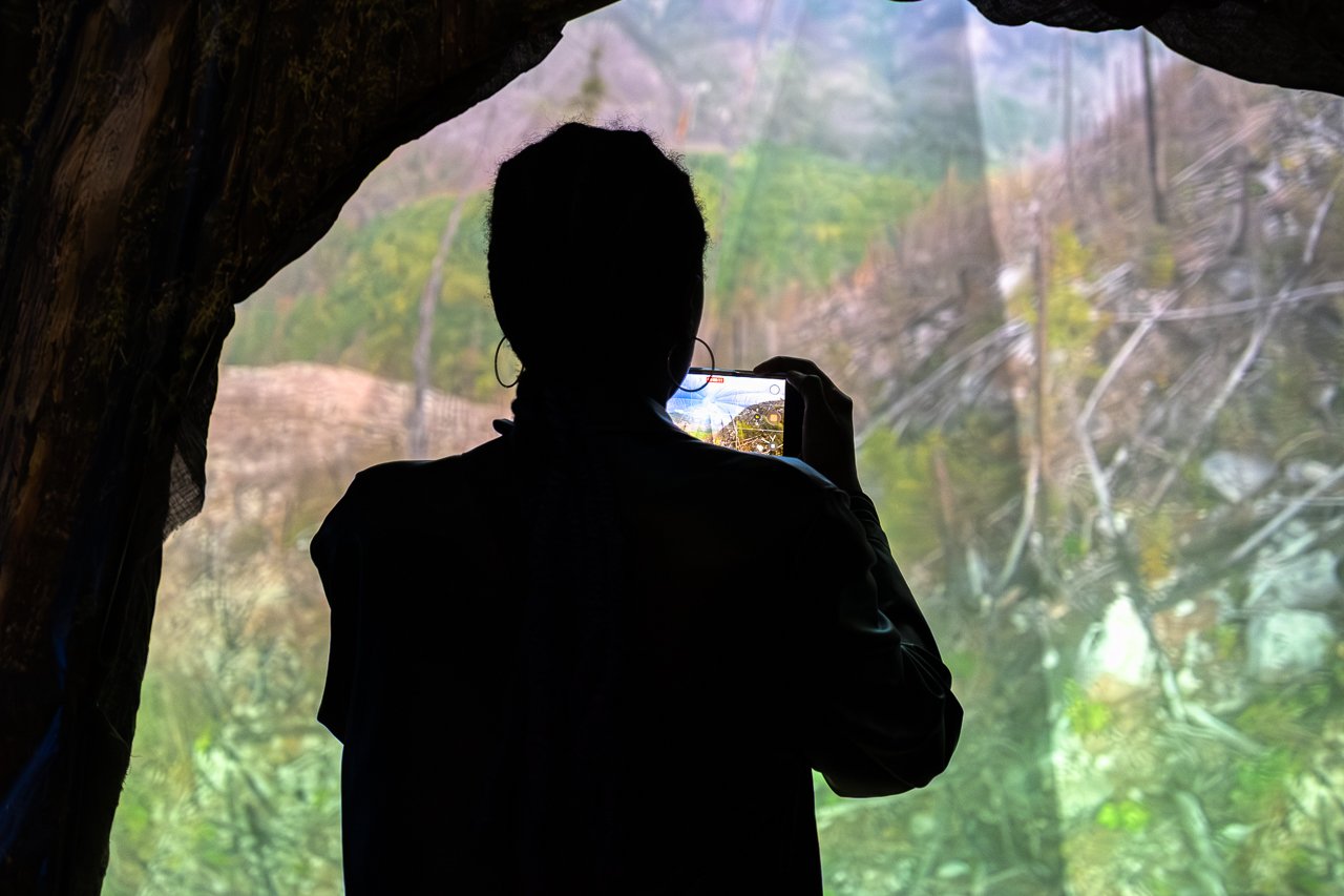 A visitor photographs the immersive forest projection in SANCTUARY: The Ancient Forest Experience