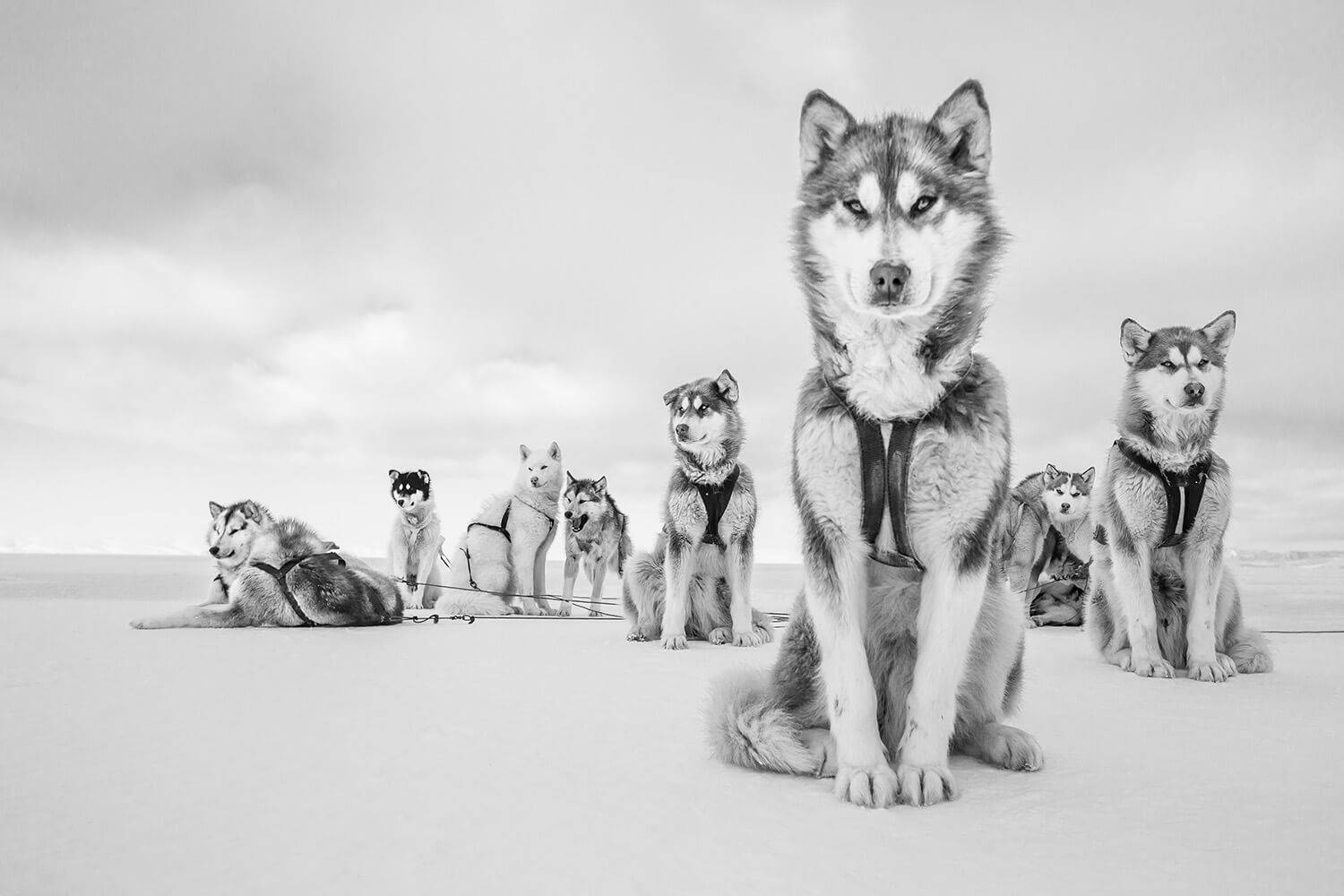 Cristina Mittermeier, Big Shot, 2015: a husky sled-dog team on snow in Greenland, black and white